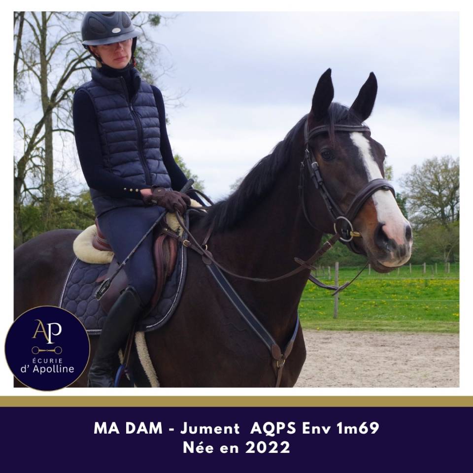 Merrie Autre Que Pur-Sang (Geen volbloed) Te koop 2022 Donker bruin / bai