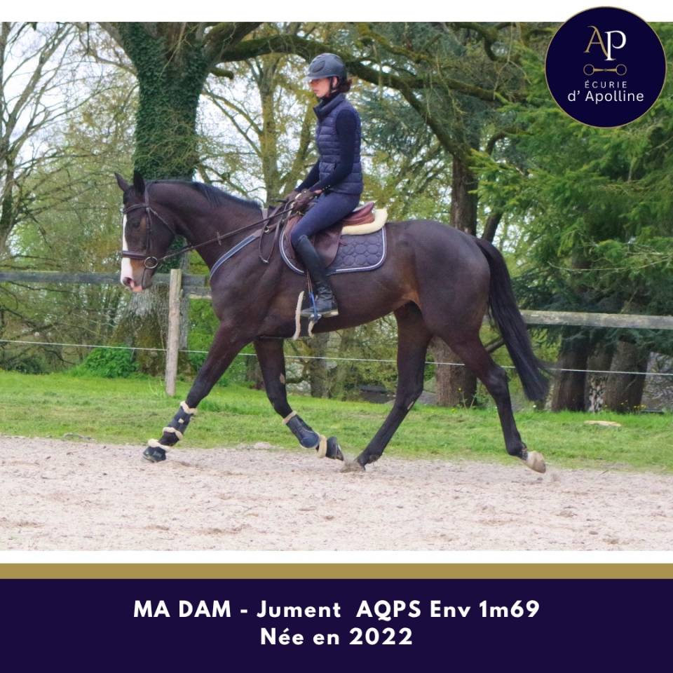 Merrie Autre Que Pur-Sang (Geen volbloed) Te koop 2022 Donker bruin / bai