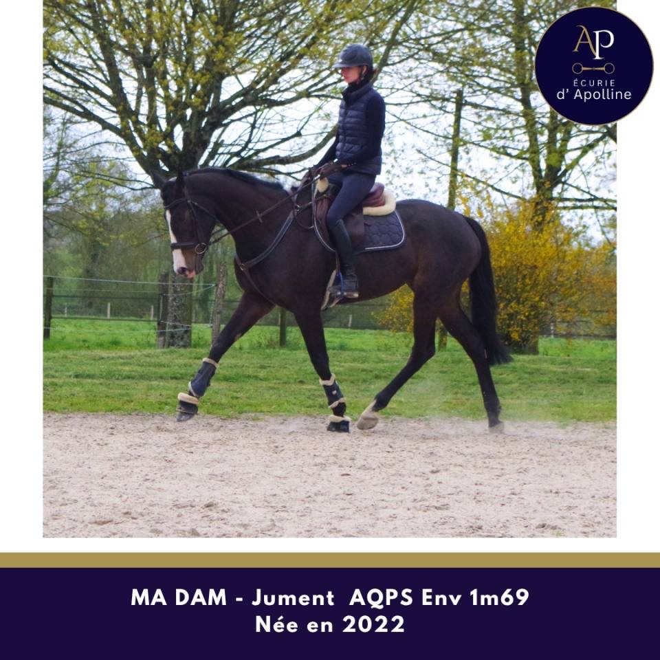 Merrie Autre Que Pur-Sang (Geen volbloed) Te koop 2022 Donker bruin / bai