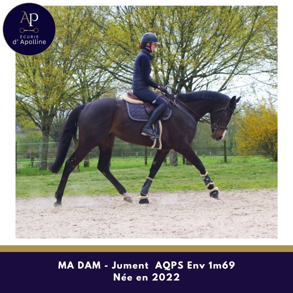 Merrie Autre Que Pur-Sang (Geen volbloed) Te koop 2022 Donker bruin / bai