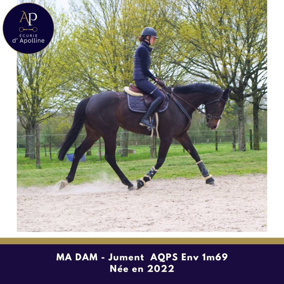 Merrie Autre Que Pur-Sang (Geen volbloed) Te koop 2022 Donker bruin / bai