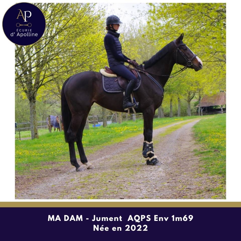 Merrie Autre Que Pur-Sang (Geen volbloed) Te koop 2022 Donker bruin / bai