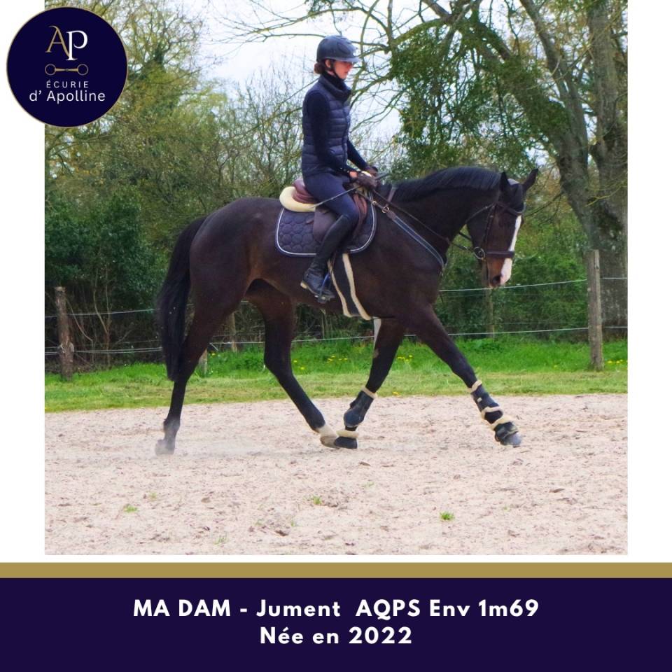 Merrie Autre Que Pur-Sang (Geen volbloed) Te koop 2022 Donker bruin / bai