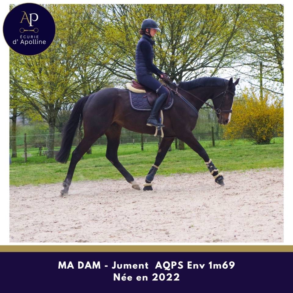 Merrie Autre Que Pur-Sang (Geen volbloed) Te koop 2022 Donker bruin / bai