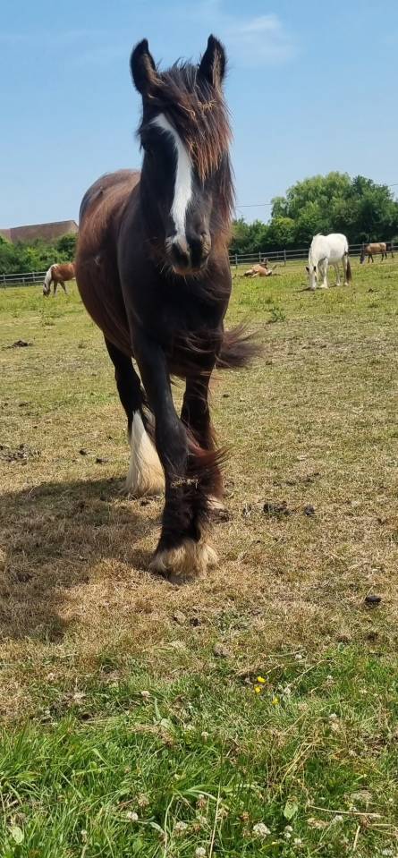 Ruin Andere pony rassen Te koop 2024 Zwart ,  FUNKY DU MEL (IC)