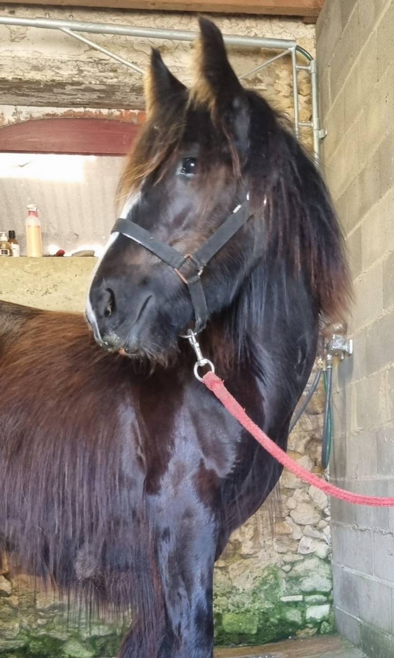 Ruin Andere pony rassen Te koop 2024 Zwart ,  FUNKY DU MEL (IC)