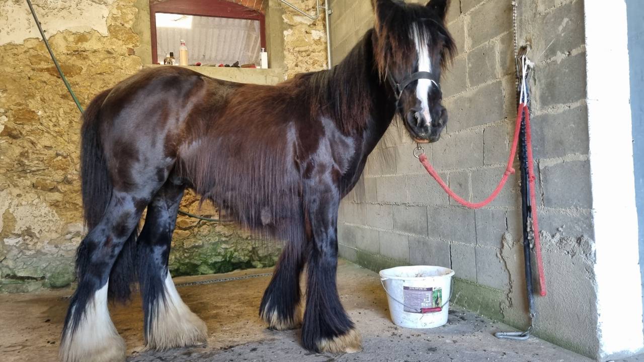 Ruin Andere pony rassen Te koop 2024 Zwart ,  FUNKY DU MEL (IC)