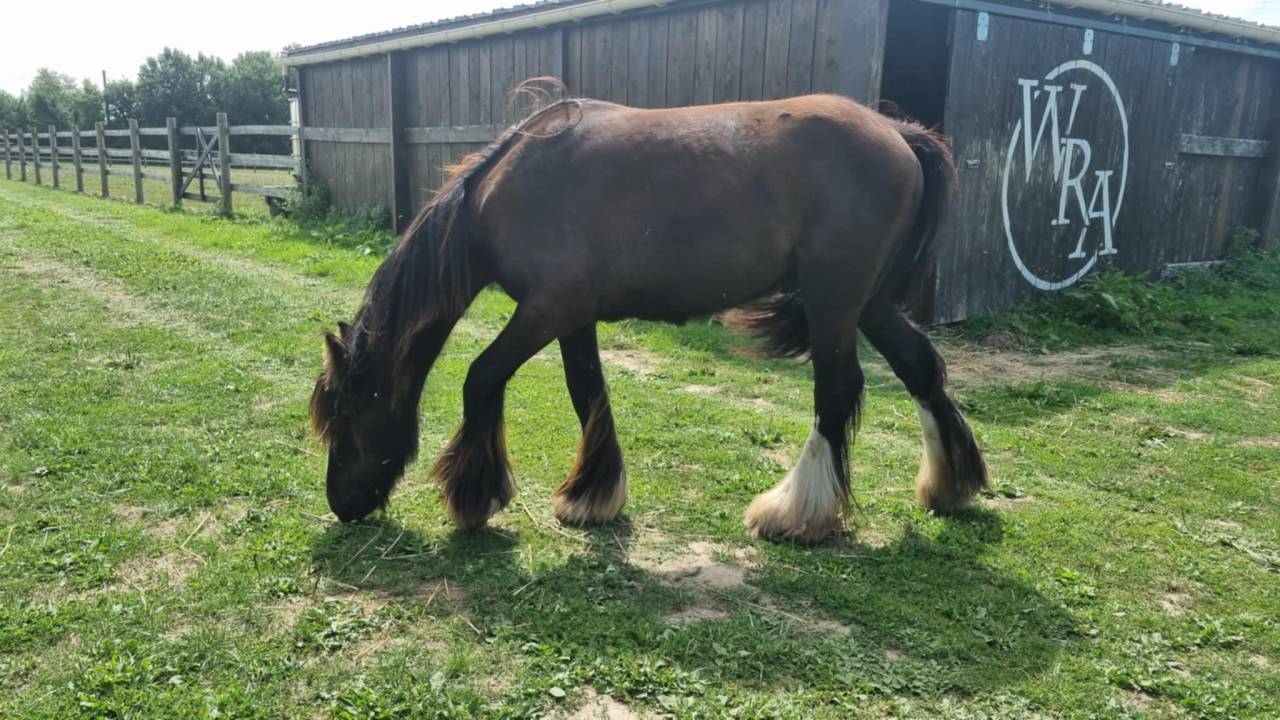 Ruin Andere pony rassen Te koop 2024 Zwart ,  FUNKY DU MEL (IC)
