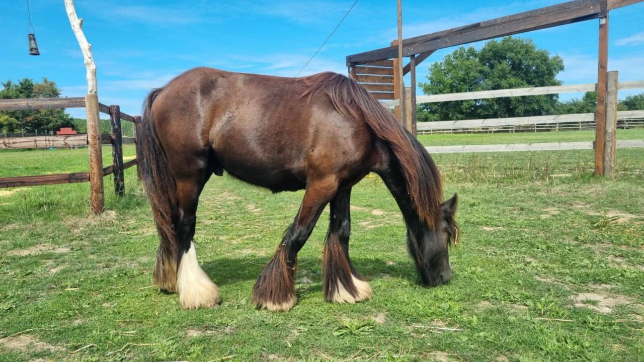 Ruin Andere pony rassen Te koop 2024 Zwart ,  FUNKY DU MEL (IC)