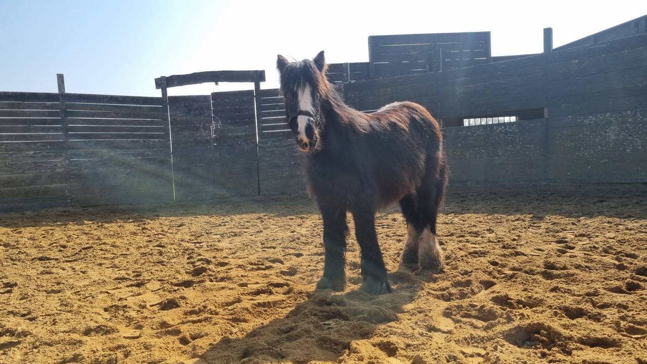 Ruin Andere pony rassen Te koop 2024 Zwart ,  FUNKY DU MEL (IC)