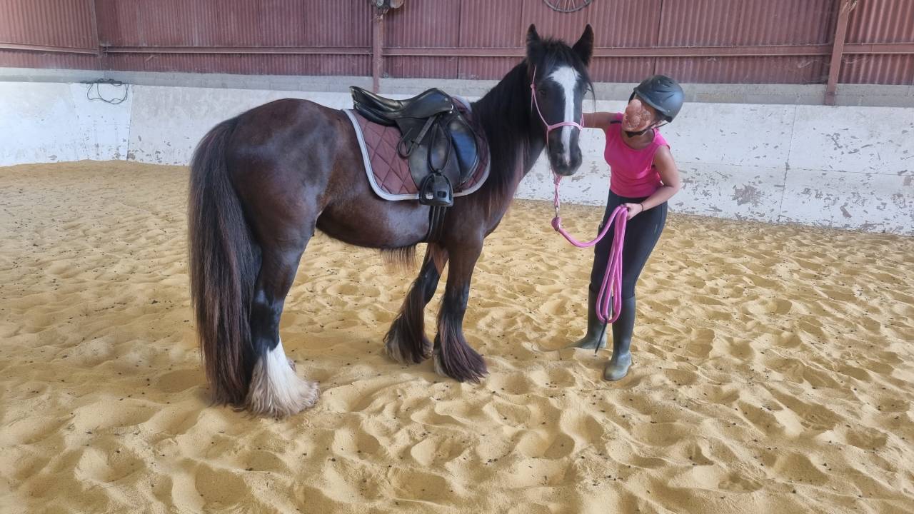 Ruin Andere pony rassen Te koop 2024 Zwart ,  FUNKY DU MEL (IC)