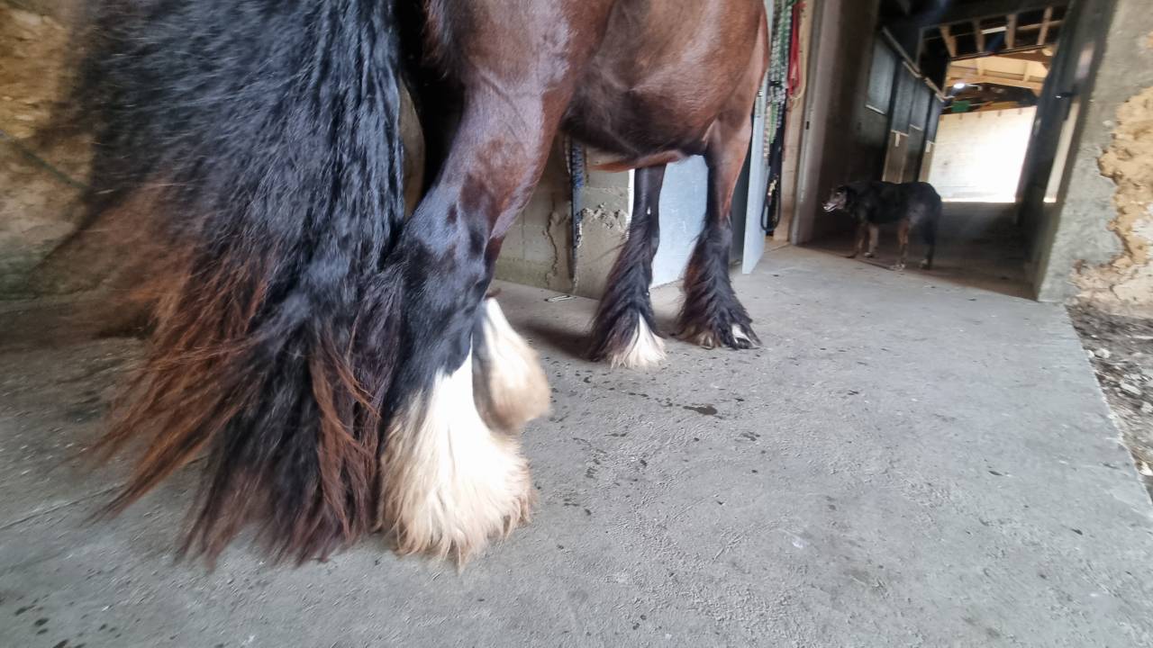 Ruin Andere pony rassen Te koop 2024 Zwart ,  FUNKY DU MEL (IC)
