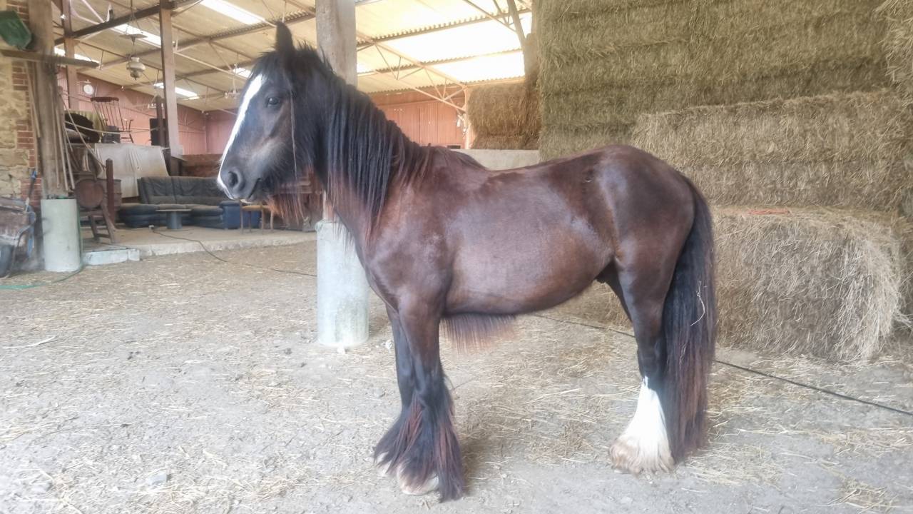 Ruin Andere pony rassen Te koop 2024 Zwart ,  FUNKY DU MEL (IC)