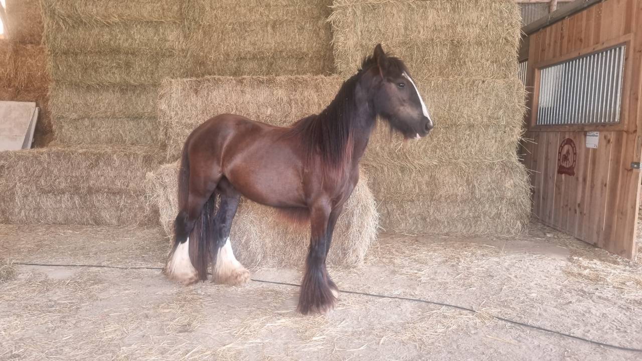 Ruin Andere pony rassen Te koop 2024 Zwart ,  FUNKY DU MEL (IC)