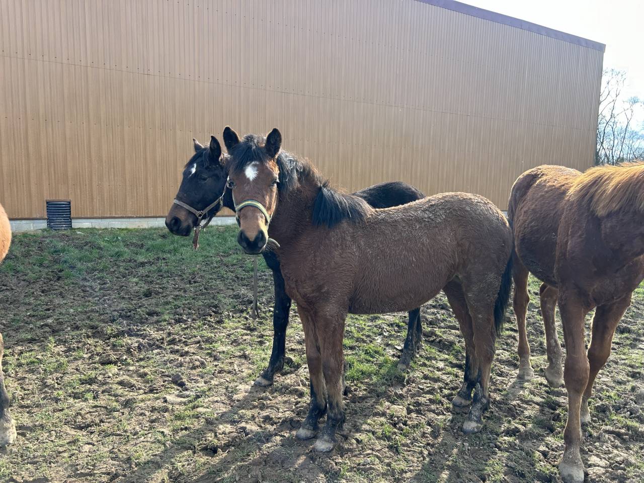 Veulen (vr) Franse rijpony PFS Te koop 2025 Donker bruin / bai ,  BOX OFFICE DU PENA