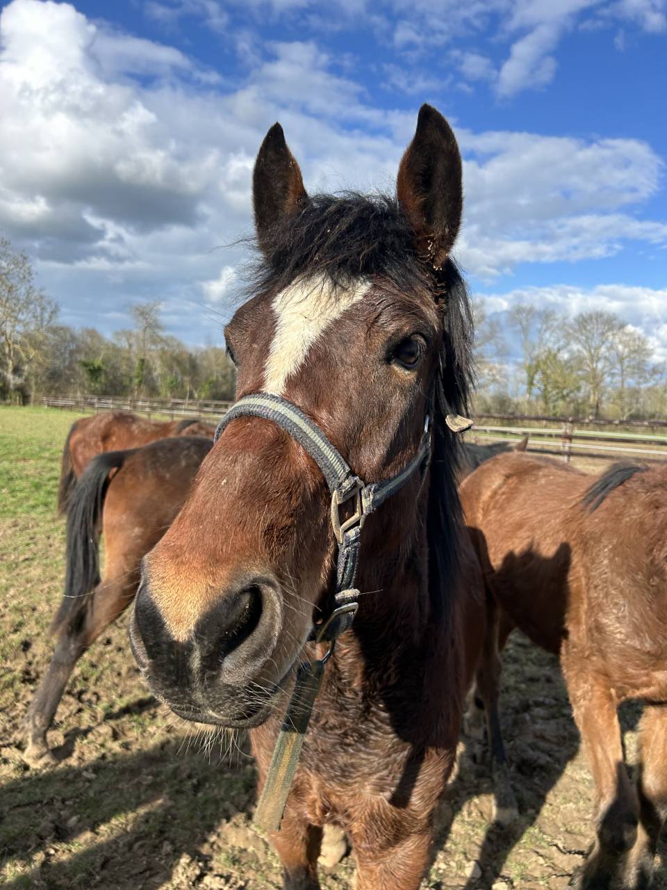 Ruin Franse rijpony PFS Te koop 2024 Donker bruin / bai ,  Etuncelan de chapelan
