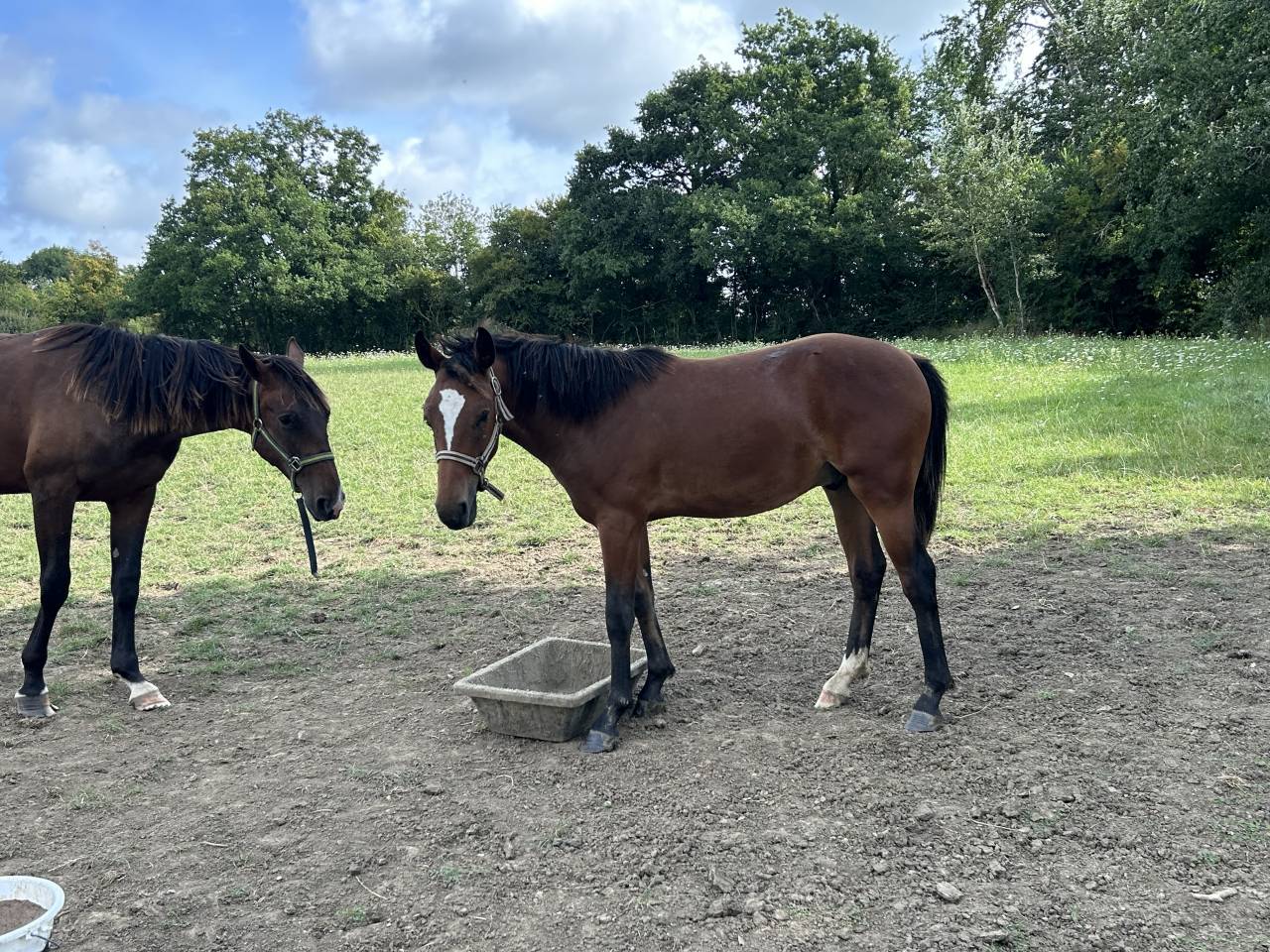 Ruin Franse rijpony PFS Te koop 2024 Donker bruin / bai ,  Etuncelan de chapelan