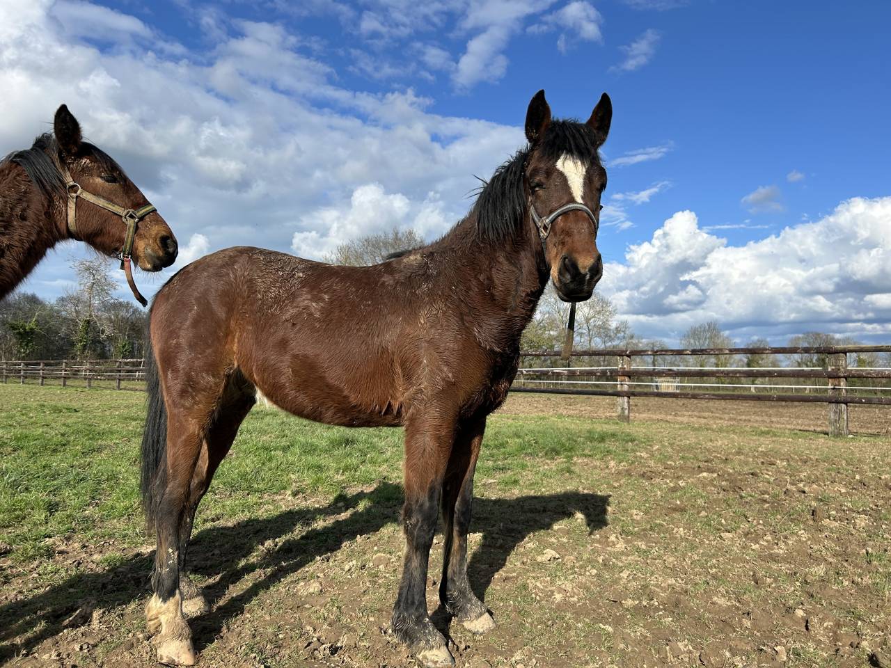 Ruin Franse rijpony PFS Te koop 2024 Donker bruin / bai ,  Etuncelan de chapelan