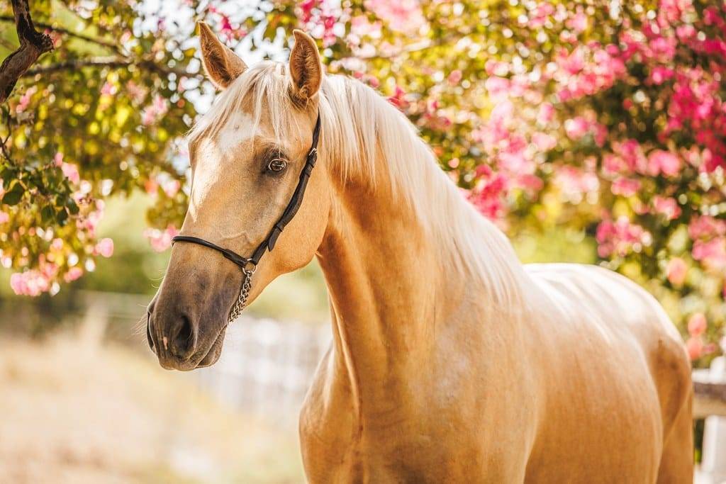 Ruin Lusitano Te koop 2023 Palomino