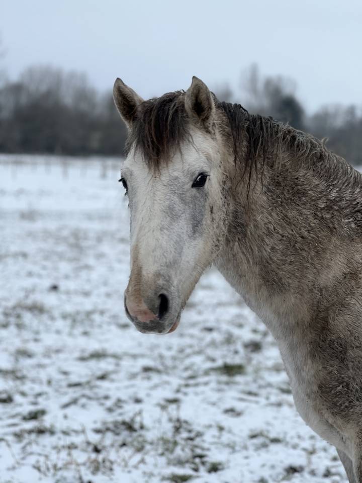 Hengst Franse rijpony PFS Te koop 2023 Schimmel
