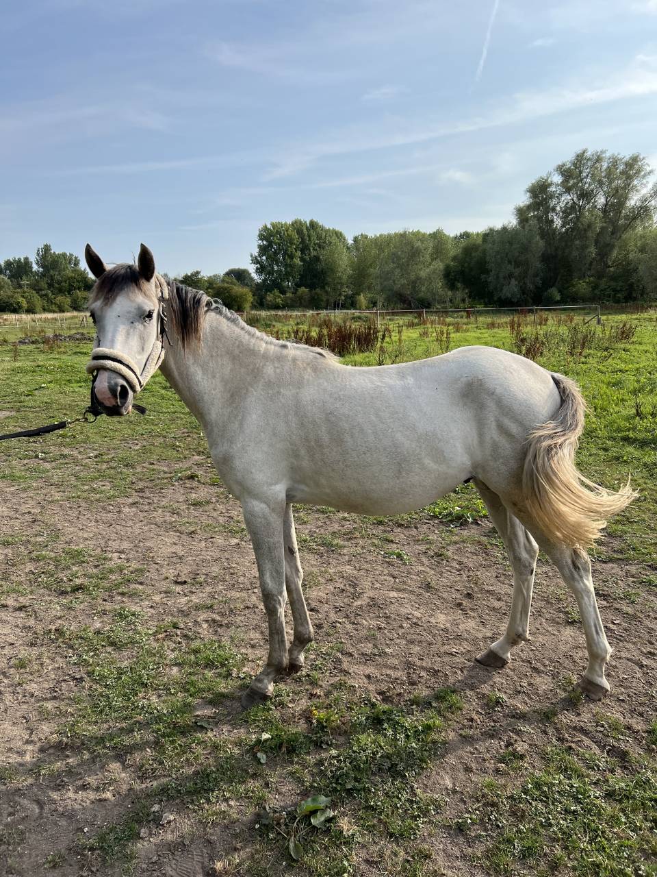 Hengst Franse rijpony PFS Te koop 2023 Schimmel