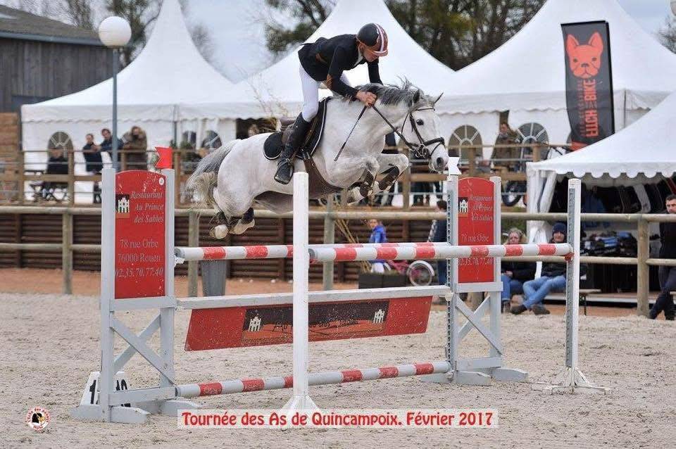 Hengst Franse rijpony PFS Te koop 2023 Schimmel