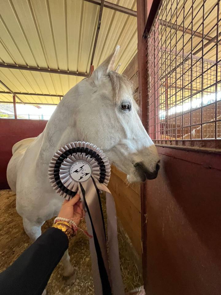 Ruin Franse rijpony PFS Te koop 2016 Schimmel ,  QUABAR DES MONCEAUX