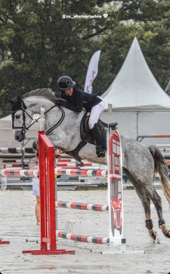 Ruin Franse rijpony PFS Te koop 2016 Schimmel ,  QUABAR DES MONCEAUX