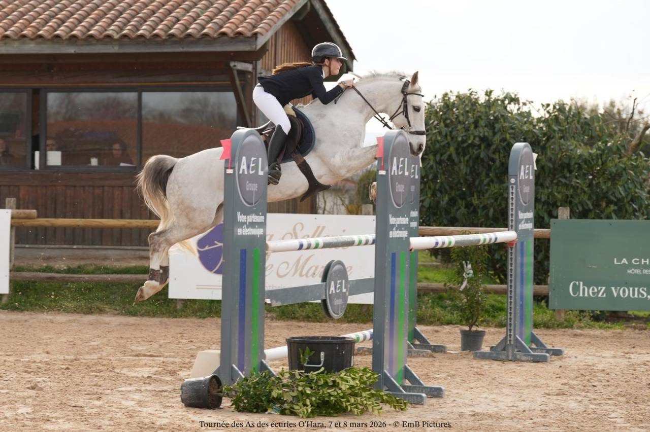 Ruin Franse rijpony PFS Te koop 2016 Schimmel ,  QUABAR DES MONCEAUX