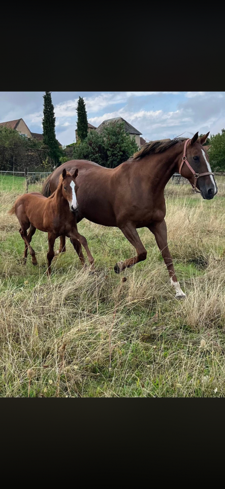 Merrie Selle Fran&ccedil;ais Te koop 2010 Koffie vos ,  Nippon d&rsquo;elle