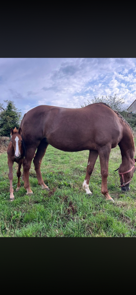 Merrie Selle Fran&ccedil;ais Te koop 2010 Koffie vos ,  Nippon d&rsquo;elle