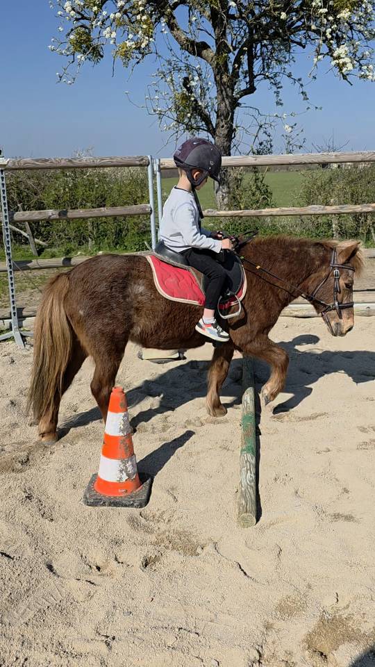 Merrie Ras onbekend Te koop 2005 Vos