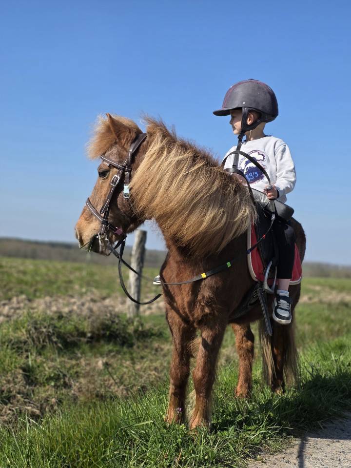 Merrie Ras onbekend Te koop 2005 Vos