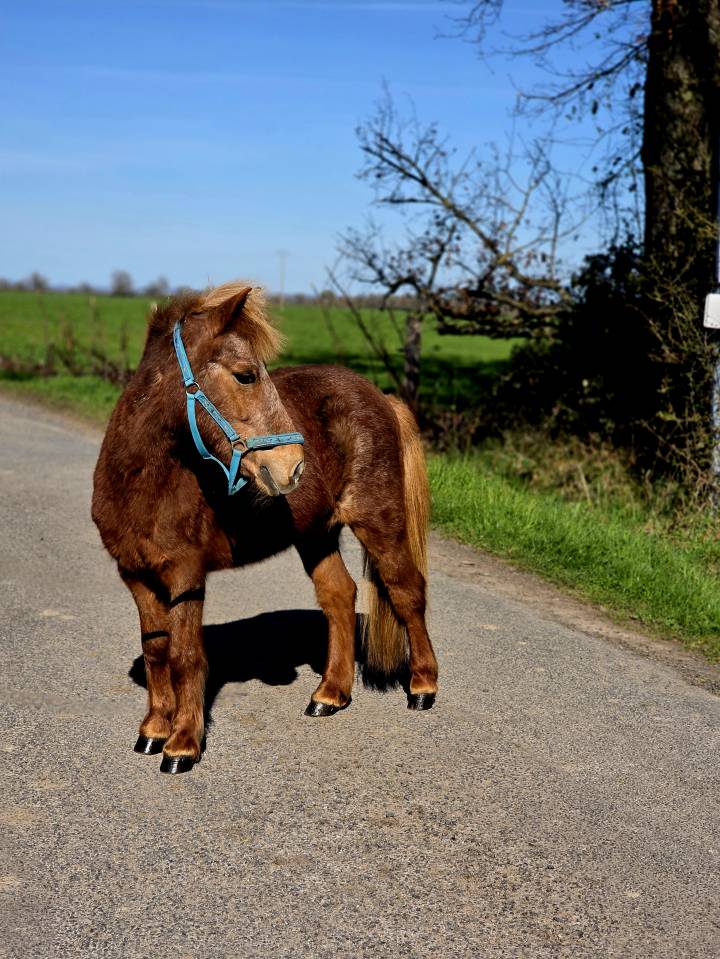 Merrie Ras onbekend Te koop 2005 Vos