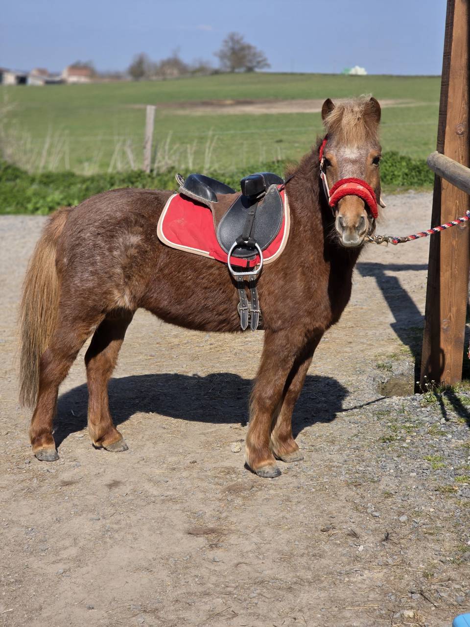 Merrie Ras onbekend Te koop 2005 Vos