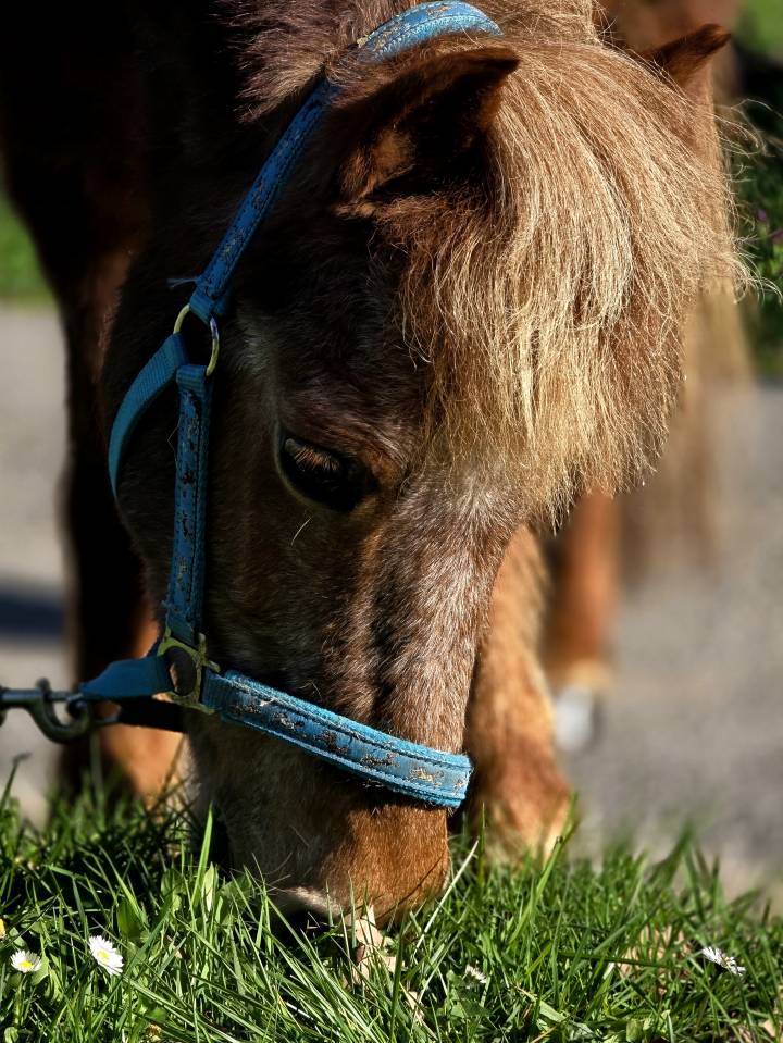 Merrie Ras onbekend Te koop 2005 Vos
