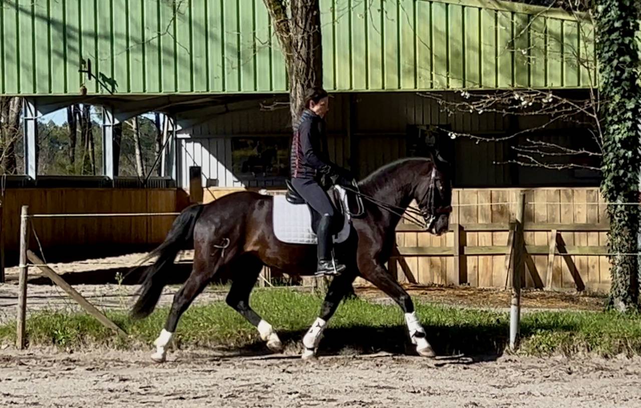 Ruin Ras onbekend Te koop 2018 Zwart