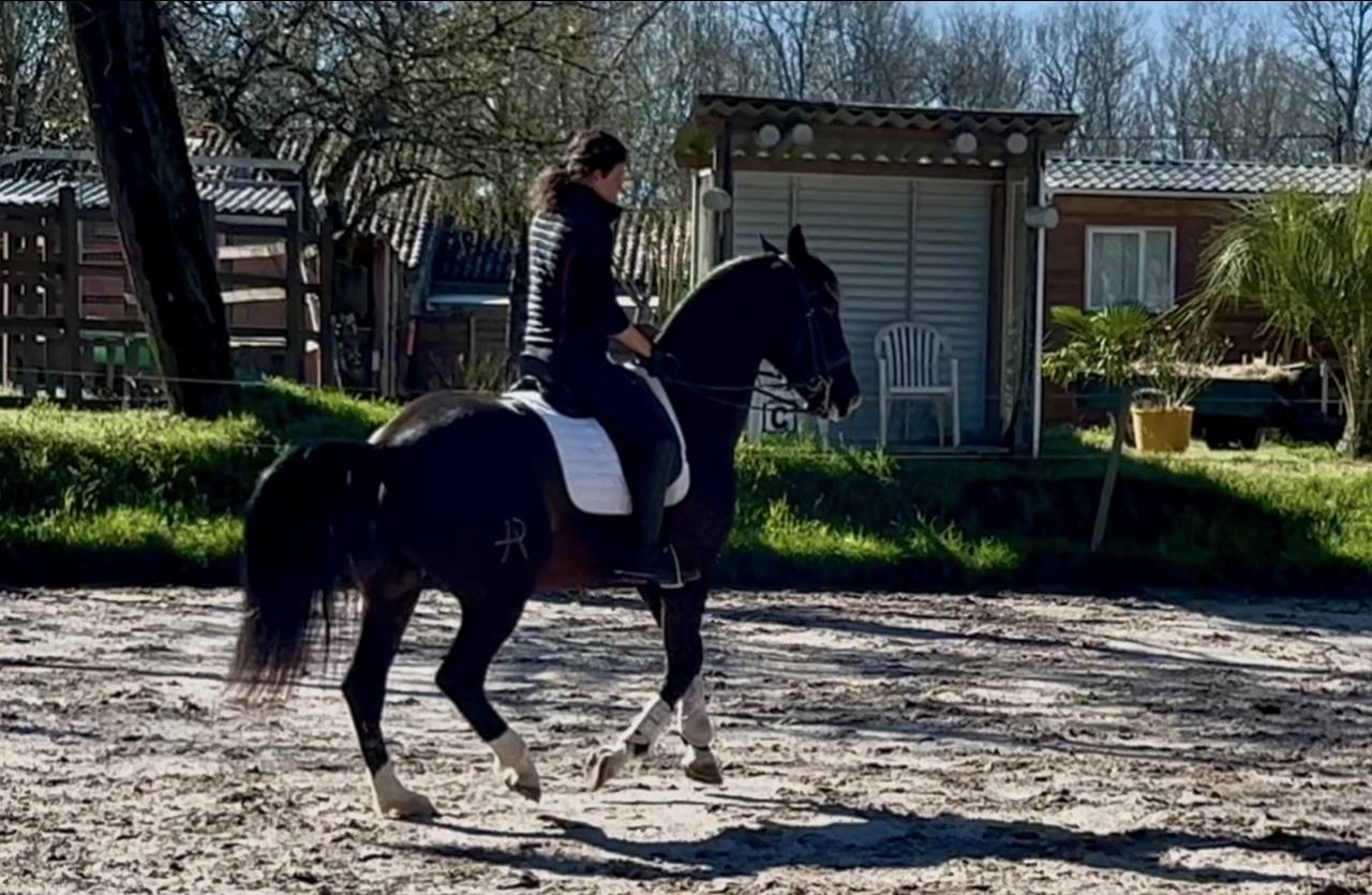 Ruin Ras onbekend Te koop 2018 Zwart