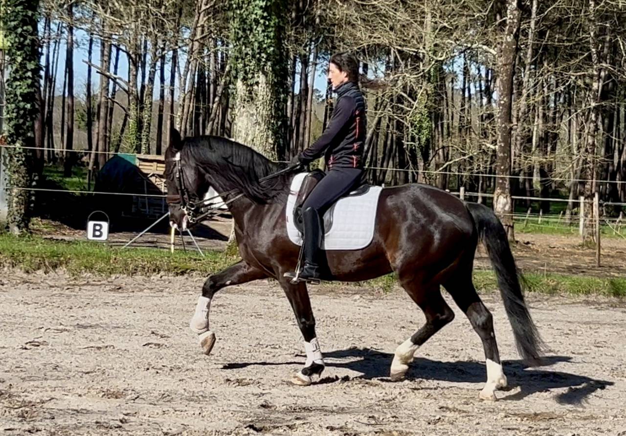 Ruin Ras onbekend Te koop 2018 Zwart