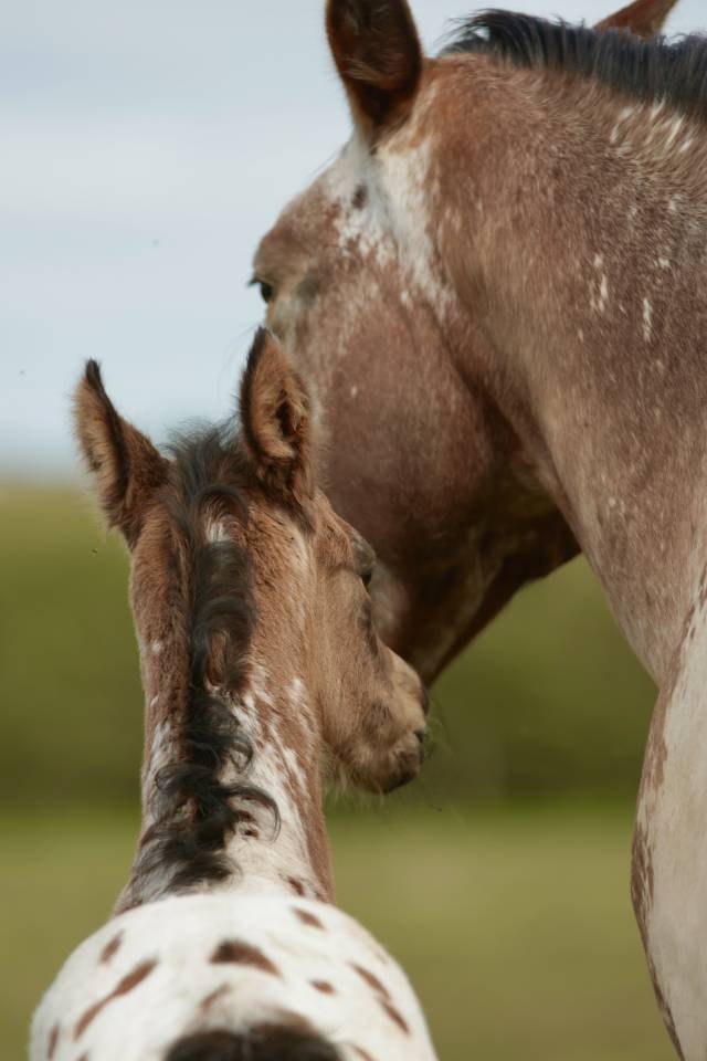 Veulen (ml) Nez Perc&eacute;s Te koop 2026 Appaloosa ,  SHKARA IZLAYON