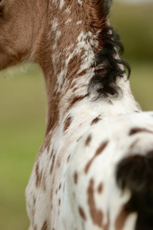 Veulen (ml) Nez Perc&eacute;s Te koop 2026 Appaloosa ,  SHKARA IZLAYON