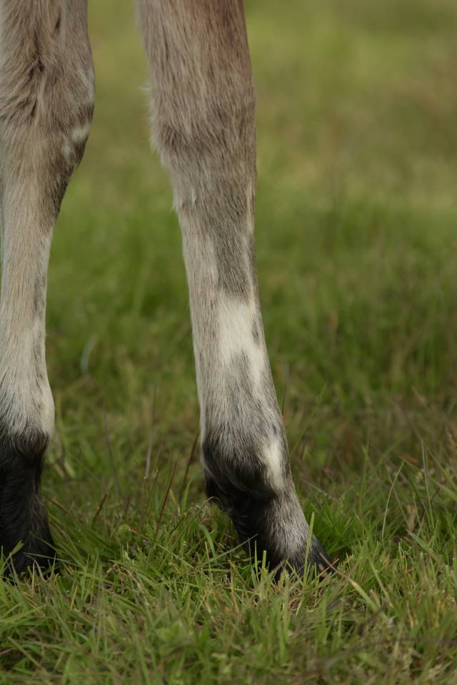 Veulen (ml) Nez Perc&eacute;s Te koop 2026 Appaloosa ,  SHKARA IZLAYON