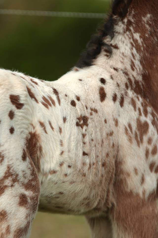 Veulen (ml) Nez Perc&eacute;s Te koop 2026 Appaloosa ,  SHKARA IZLAYON