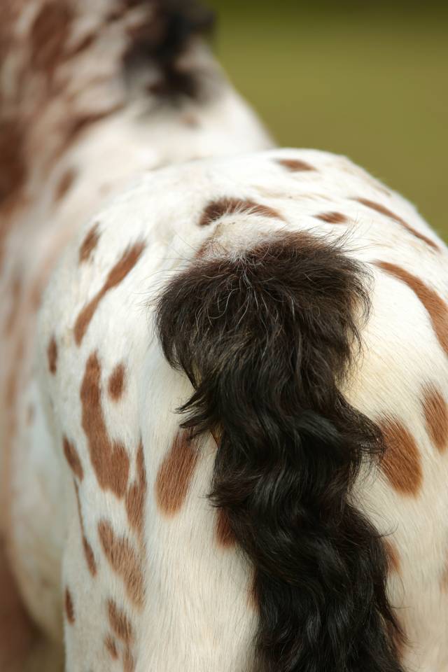 Veulen (ml) Nez Perc&eacute;s Te koop 2026 Appaloosa ,  SHKARA IZLAYON