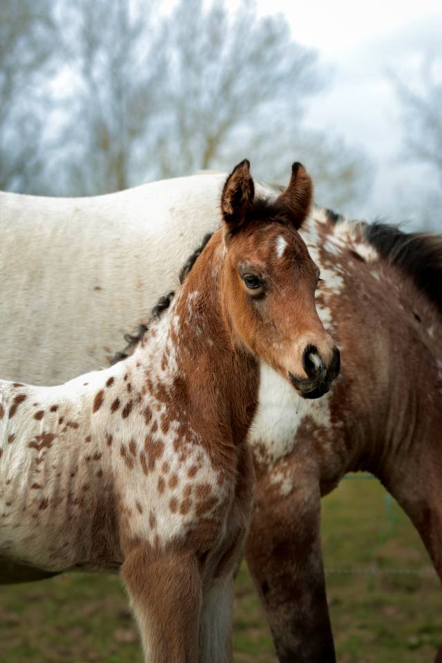 Veulen (ml) Nez Perc&eacute;s Te koop 2026 Appaloosa ,  SHKARA IZLAYON
