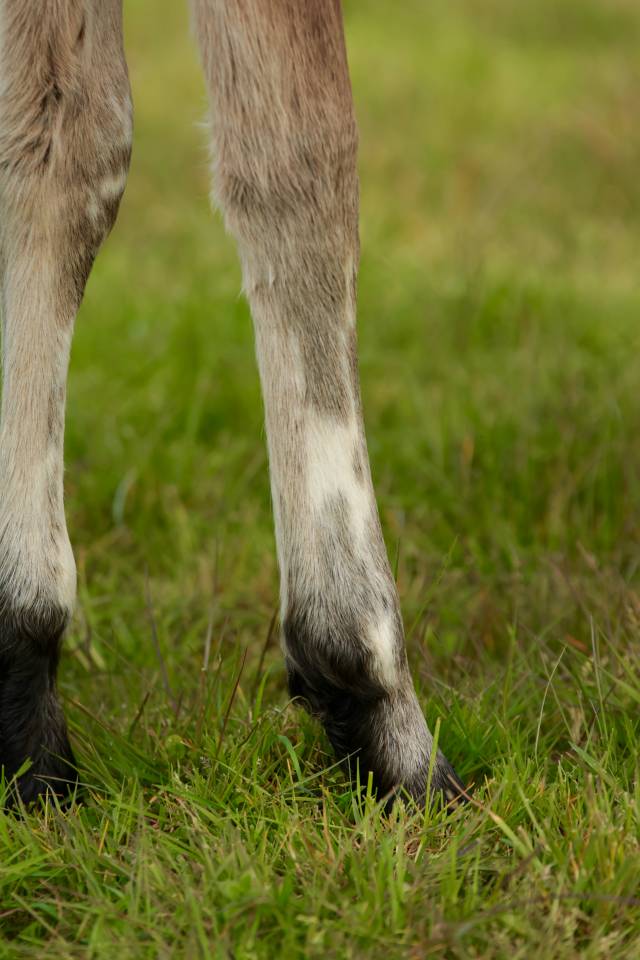 Veulen (ml) Nez Perc&eacute;s Te koop 2026 Appaloosa ,  SHKARA IZLAYON