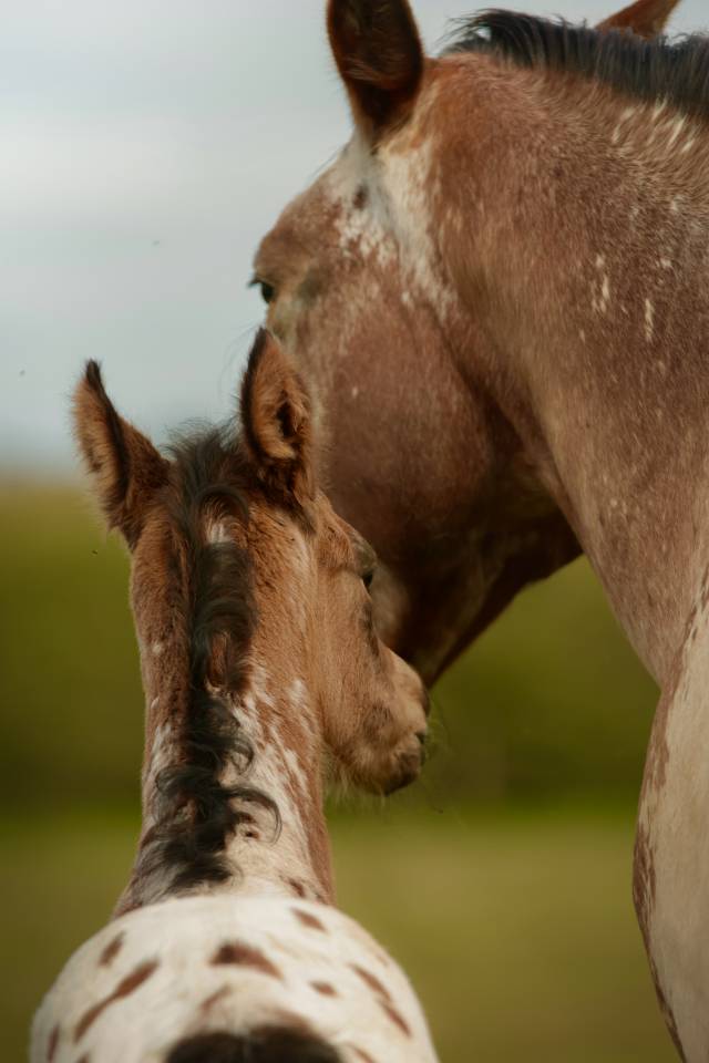 Veulen (ml) Nez Perc&eacute;s Te koop 2026 Appaloosa ,  SHKARA IZLAYON