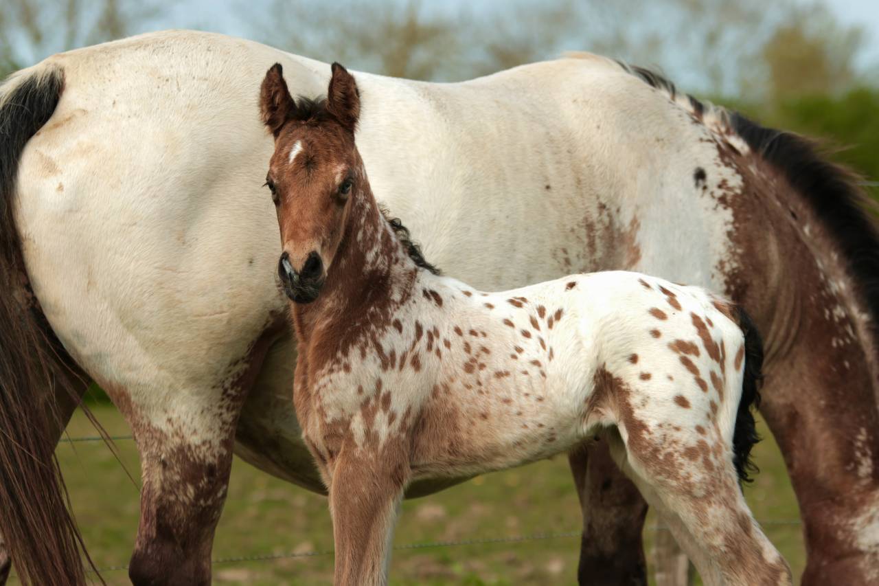 Veulen (ml) Nez Perc&eacute;s Te koop 2026 Appaloosa ,  SHKARA IZLAYON