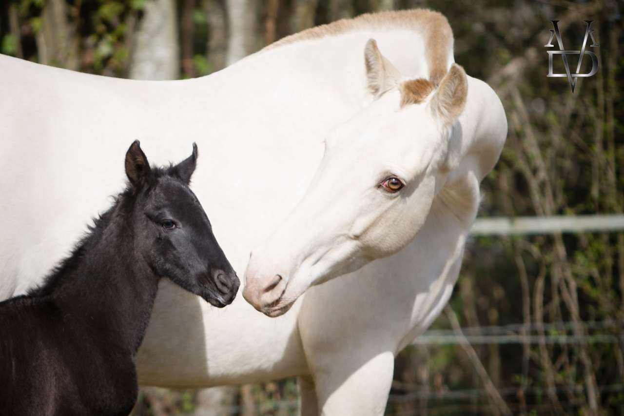 Veulen (vr) PRE Puur Ras Spaans Te koop 2026 Zwart ,  MONJE II