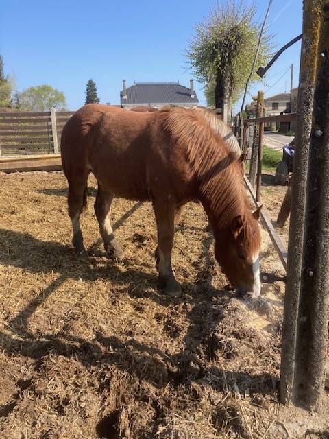 Veulen (vr) Breton Trekpaard Te koop 2025 Vos ,  USBEK DE KERFOURDAN, BR